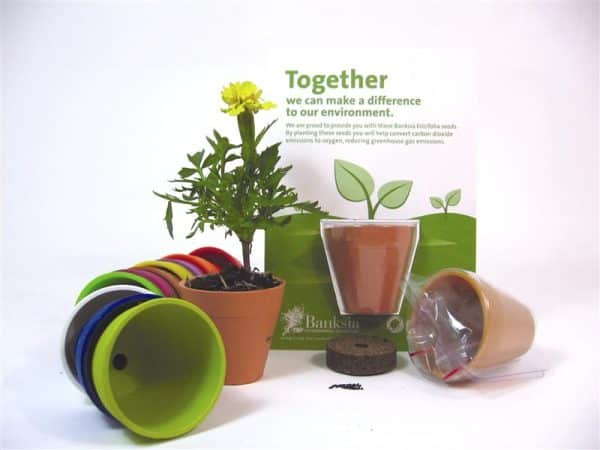 ss-seed-pots-colours.jpg